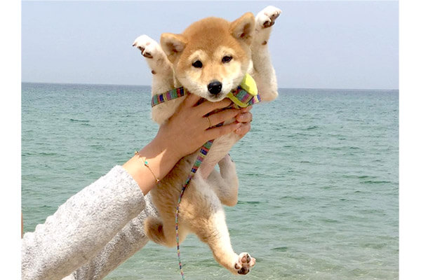 真顔で謎のカマキリポーズ って吹いた ヘンテコな仕草を見せつけてきた柴犬 どの子も愛おしさマシマシになるわ 柴犬ライフ Shiba Inu Life