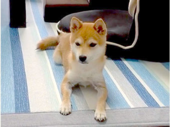 超リアルな柴犬の絵だと思ったら リアルガチの柴犬だった なんだこの芸術感溢れる柴犬さんの姿は 柴犬ライフ Shiba Inu Life