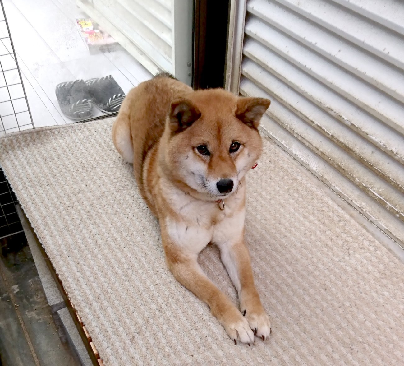 【家族のもとに戻りました】柴犬｜♀（茶色）｜福岡県遠賀郡 柴犬ライフ [ShibaInu Life]