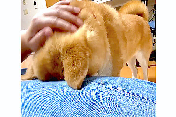グイグイ 控えめな性格の柴犬が 頭を押し付け飼い主に甘えん坊モード 可愛すぎて 何度見ても新鮮にときめく 動画 柴犬ライフ Shiba Inu Life