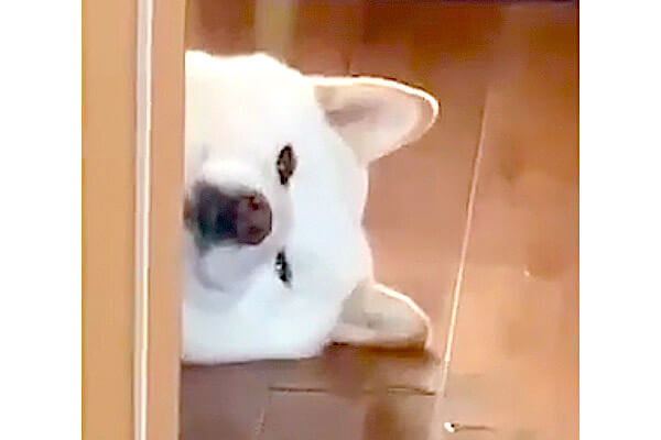 ぬぅ 起き上がることもせず 無言の圧で散歩拒否をする柴犬 ちょい横着だが 可愛い 動画 柴犬ライフ Shiba Inu Life