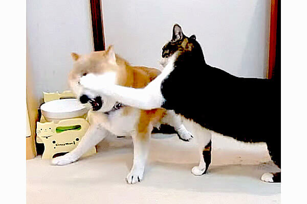 アターー モロに食らってるのに それでも猫にちょっかいを出したくなる それが柴犬なの 動画 柴犬ライフ Shiba Inu Life
