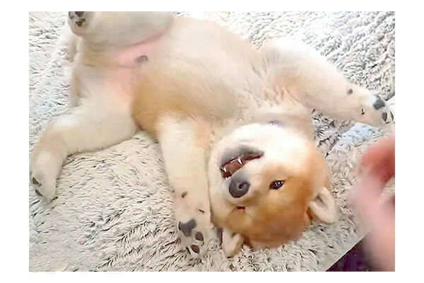 コロコロな柴犬の赤ちゃんが 飼い主と戯れるだけの2分間 ぶっ通しで悶絶した 動画 柴犬ライフ Shiba Inu Life