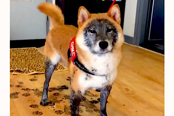 家にたぬきが現れた 我を忘れおもむろに泥ダイブ 結果 良い感じに生き物が変わってしまった柴犬 動画 柴犬ライフ Shiba Inu Life