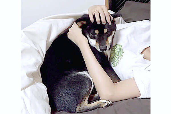 妹ができて我慢してたんだね 飼い主めがけて 赤ちゃん返り の抱っこを求めた兄柴犬が健気すぎた 動画 柴犬ライフ Shiba Inu Life