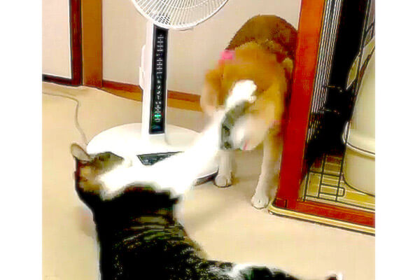 来るニャー 扇風機で涼みたい柴犬 自らポチッと風速調整までするも 先客猫さんの壁は厚かった 動画 柴犬ライフ Shiba Inu Life
