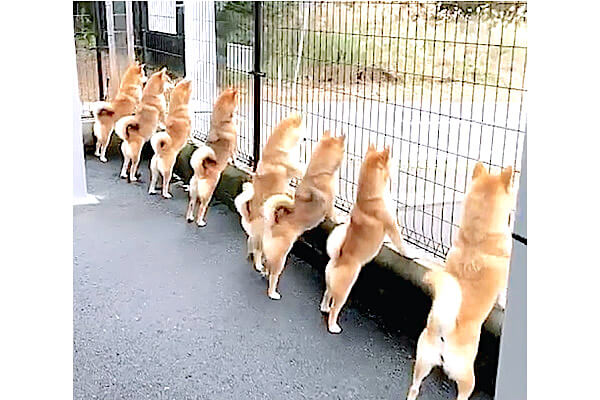 この光景ヤバイだろ この度 柴犬大渋滞が発生しているようです 悶絶レベル 高 のため閲覧ご注意かも 動画 柴犬ライフ Shiba Inu Life