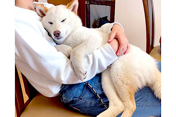 羨ましいほどベッタリ 飼い主は甘えてもいい人 と理解している柴犬 幸せオーラぷんぷん 最高可愛いぞ 動画 柴犬ライフ Shiba Inu Life