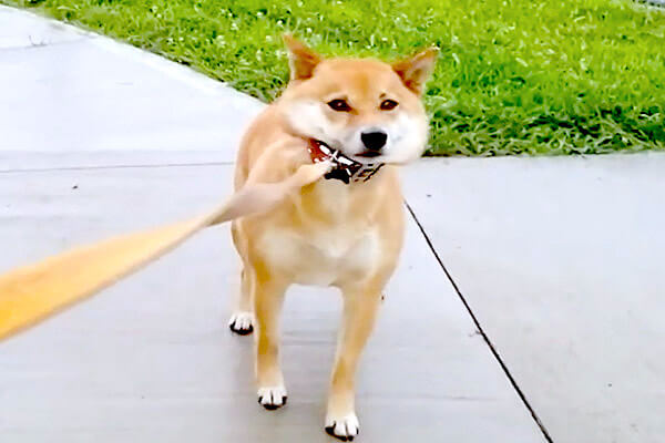 ｸﾞｲｯ 散歩に行く前からイヤイヤ炸裂の柴犬 もはやお手本レベルの拒否柴モード 頑固すぎて笑えてきた 動画 柴犬ライフ Shiba Inu Life