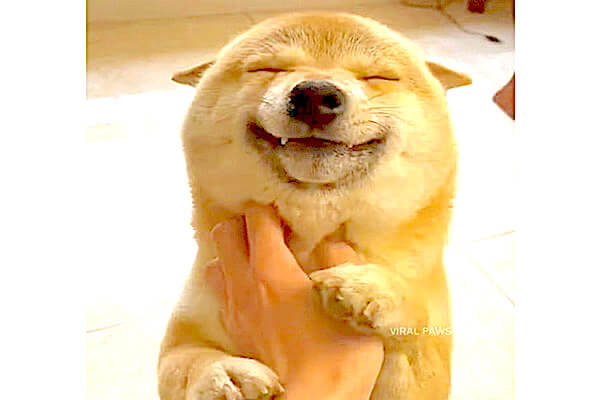 飼い主のことが好きすぎて笑顔が止まらない柴犬 もはや天使のような 姿が可愛いを超えて尊い 動画 柴犬ライフ Shiba Inu Life