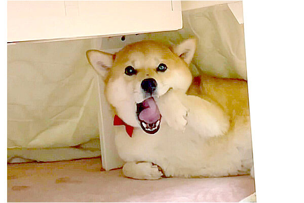 ｱｸﾞｱｸﾞ 机の下でこっそり ヒジはむはむ していた柴犬 もう 変な声出そうなほどに可愛かったのですが 動画 柴犬ライフ Shiba Inu Life