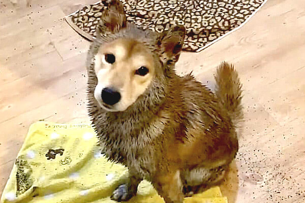 着ぐるみ感スゴイ 全身泥だらけになり 柴犬っぽい 生き物に そしてシャワーを浴びてみるみる柴犬になるまで 動画 柴犬ライフ Shiba Inu Life