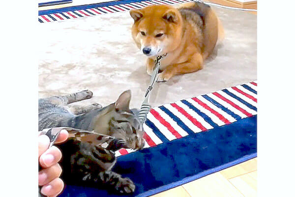 相棒猫さんに散歩を許可してもらえない柴犬 長期戦を見込みソッと座り込む しかしこのやり取りめちゃ可愛い 動画 柴犬ライフ Shiba Inu Life