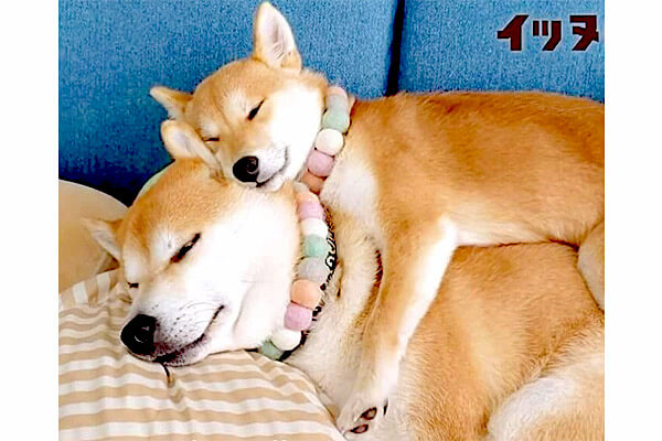 姉柴の上にゴロンと寝転がって ハグするように眠る妹柴犬 寝顔も仕草も心も全部 尊いが過ぎるだろ 動画 柴犬ライフ Shiba Inu Life