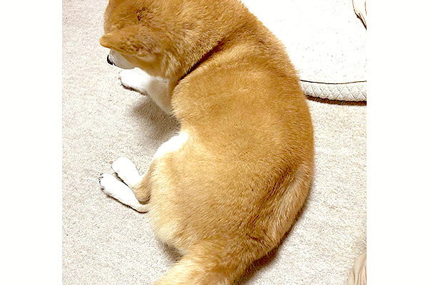 柴犬の超マル秘スポット しっぽ置き場 を知ってる この尊さを 是非みんなで共有したい 動画あり 柴犬ライフ Shiba Inu Life
