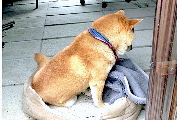 寝床作りに失敗し 毛布がぐちゃぐちゃ 激しく落ち込み 最終的に投げやりになってしまった柴犬さんの哀愁がすごい 動画 柴犬ライフ Shiba Inu Life