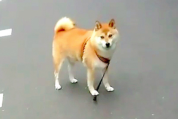 ﾌﾐｯ 引っ張られる前にリードを踏みつける という新たなる拒否柴が現れた 賢いにも程があるだろ 動画 柴犬ライフ Shiba Inu Life