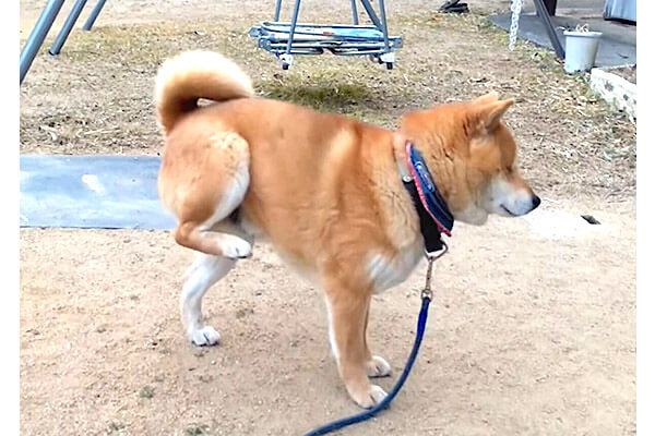 ｽｶｯ ｽｶｯ ちょっと太って 足でカキカキ が下手になってしまった柴犬 こんな姿見せられたら応援するしかない 動画 柴犬ライフ Shiba Inu Life