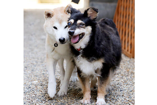 あれ泣けてきたぞ おじいワンな柴犬がよろけて 隣でそっとエスコート 相棒 に恵まれて 本当に幸せだね 動画あり 柴犬ライフ Shiba Inu Life