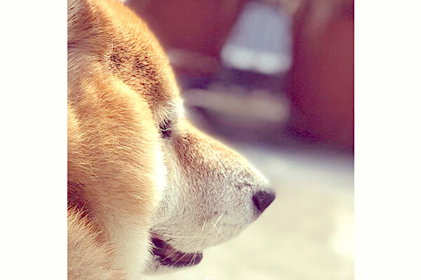 柴犬というイッヌが可愛すぎる そんな事を感じさせる超柴犬っぽい春次郎 愛嬌強すぎて目が離せない 柴犬ライフ Shiba Inu Life