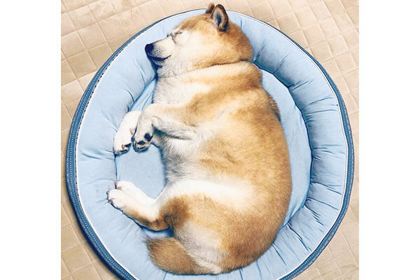 速報 今年も柴犬たちが ミジンコ寝 を開始したってよ もう 可愛すぎて変な声でるわ 動画あり 柴犬ライフ Shiba Inu Life