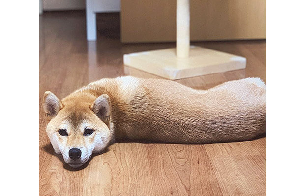 これコラ ツチノコじゃん 衝撃的な姿になった柴犬が マジで衝撃すぎてちょっとビビるレベルだった 柴犬ライフ Shiba Inu Life