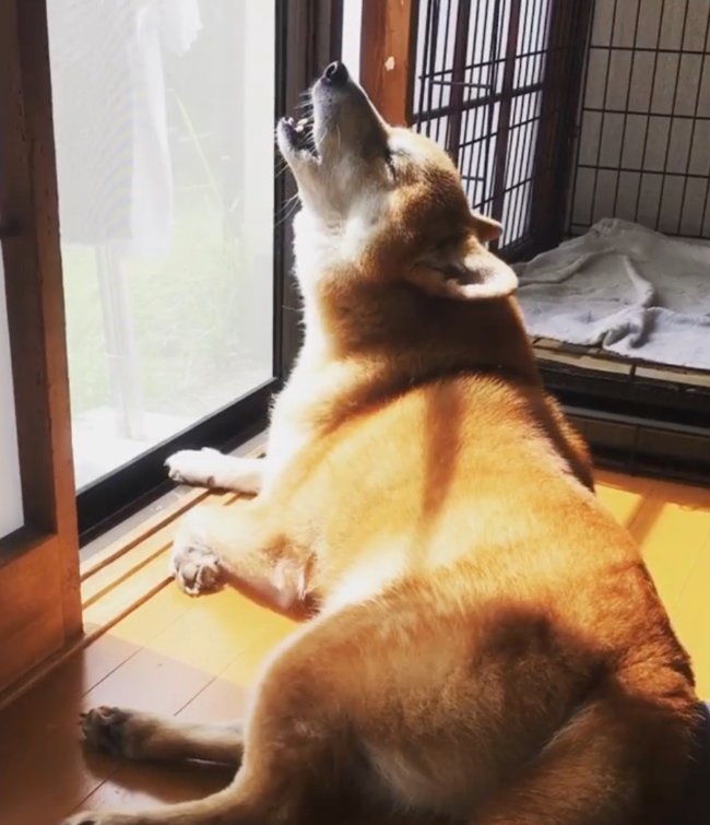 柴犬,Instagram