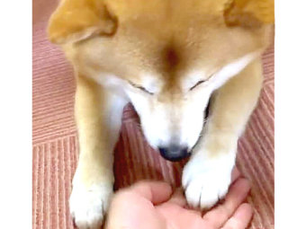 柴犬の 逆立ちおトイレ 見たことある 散歩で会ったら素通り不可避 アクロバティックで感嘆するレベル 動画 柴犬ライフ Shiba Inu Life