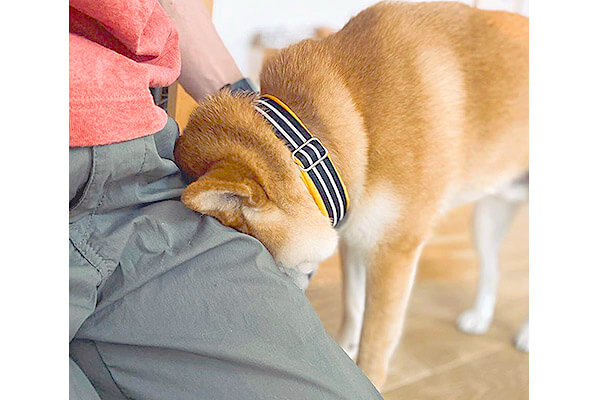 今回ばかりは 頭をなすりつけ反省しきり イタズラするも 超ごめんワン な態度に情状酌量 不可避 柴犬動画 柴犬ライフ Shiba Inu Life