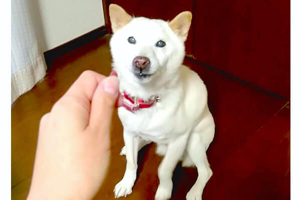 ちょうだい と めっちゃしっかり日本語でおねだりする柴犬 もはや感動レベルでちゃんと喋ってた 動画 柴犬ライフ Shiba Inu Life