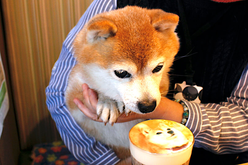 取材 手づくりのおむすびと和定食が人気 柴距離 が必要な柴犬が集うゆったりしたドッグカフェ 和むすびや わんこのまるっと 北区 柴犬ライフ Shiba Inu Life