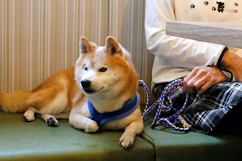 取材 手づくりのおむすびと和定食が人気 柴距離 が必要な柴犬が集うゆったりしたドッグカフェ 和むすびや わんこのまるっと 北区 柴犬ライフ Shiba Inu Life