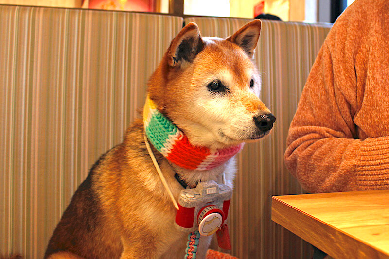 取材 手づくりのおむすびと和定食が人気 柴距離 が必要な柴犬が集うゆったりしたドッグカフェ 和むすびや わんこのまるっと 北区 柴犬ライフ Shiba Inu Life