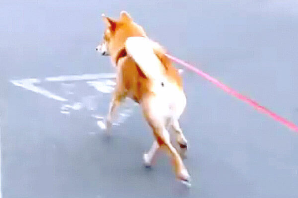 ｽﾀｽﾀｽﾀ ちょ おま 柴犬にまさかの ヒザ神 が 笑わせにきてるとしか思えない歩き方にしっかり爆笑 動画 柴犬ライフ Shiba Inu Life