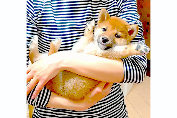 なんじゃそのバンザイポーズ 可愛いが行き過ぎると逆に辛い 抱っこされる柴犬赤ちゃんに 母性がドバー 動画あり 柴犬ライフ Shiba Inu Life