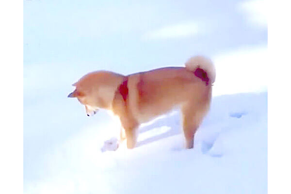 雪の感触が不思議で うさぎのようにピョンと跳ねてはズボ その度に 解せぬ な姿がピュア過ぎて泣いた 動画 柴犬ライフ Shiba Inu Life