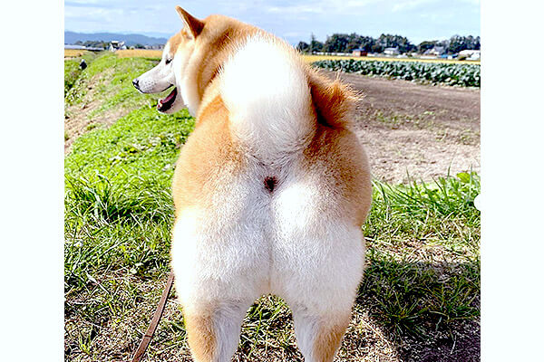 年 今年の 勝手にツボった 大 大賞 柴犬ライフ編集部厳選 年間大賞 柴犬ライフ Shiba Inu Life