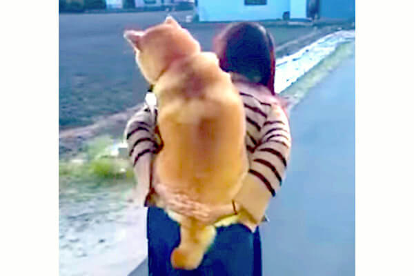 散歩中歩かなくなった柴犬 飼い主さんがおんぶする後ろ姿がほのぼのしていて 何だか胸がキュンとしたよ 動画 柴犬ライフ Shiba Inu Life 散歩中歩かなくなった柴犬 飼い主さんがおんぶする後ろ姿がほのぼのしていて 何だか胸がキュンとしたよ 動画 柴犬ライフ Shiba Inu Life