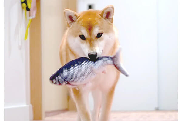 フンッ 魚を丸ごとゲットしドヤ感を放って闊歩する柴犬 めちゃ満足そう でもそれオモチャなんだ 動画 柴犬ライフ Shiba Inu Life