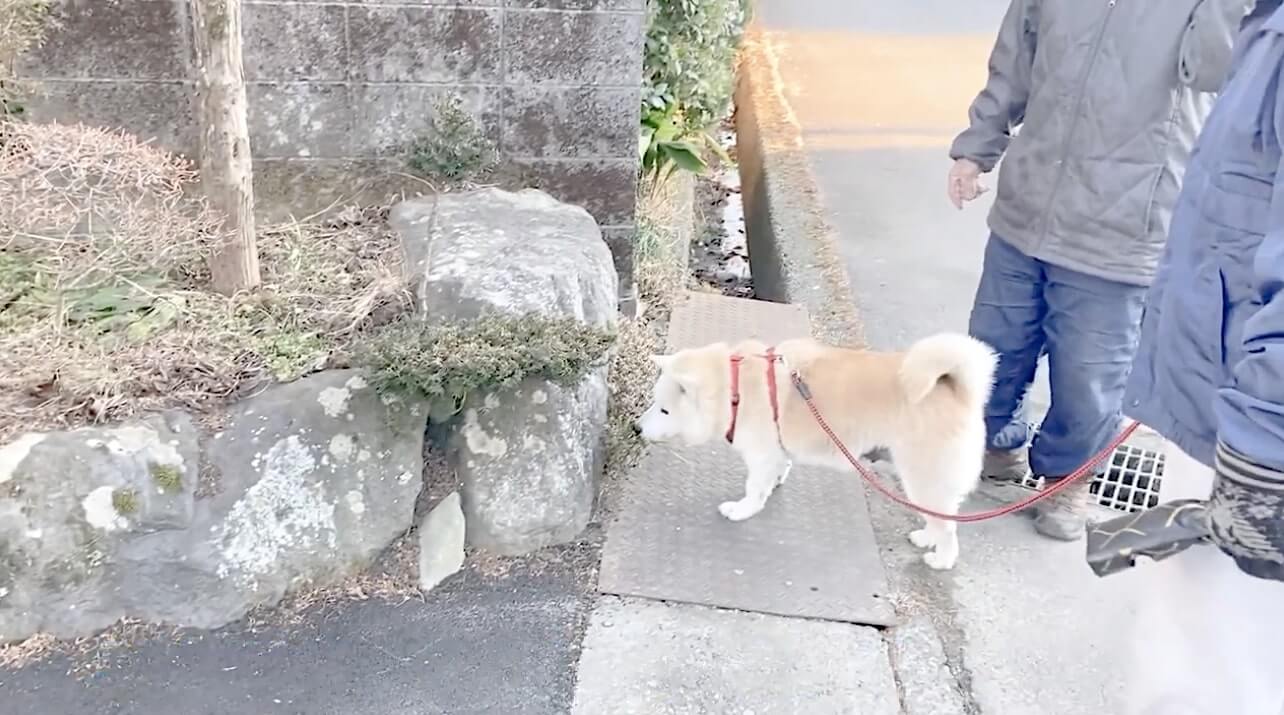 おばあちゃんに撫でられ おじいちゃんとお散歩 むくむく柴犬さんの毎日が穏やかでほのぼの 超癒しです 動画 柴犬ライフ Shiba Inu Life