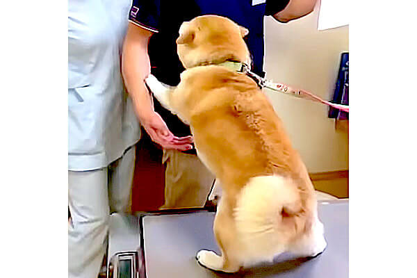 せ せんせー 動物病院の先生が大好きな柴犬 嬉しさでヒコーキ耳 からの求愛 別の意味で震えてたよ 動画 柴犬ライフ Shiba Inu Life