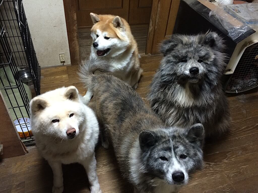 日本犬