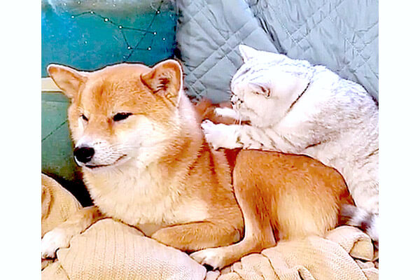今日は凝ってるﾆｬｧ 隙あらばふみふみマッサージする猫と 受け入れる柴犬の姿がほんわか超癒し 動画 柴犬ライフ Shiba Inu Life