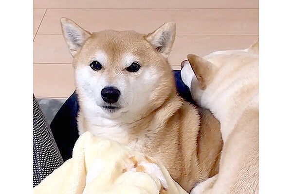 困った…）急に相棒が猫のように甘えてきた…困惑しつつもやり過ごす柴犬