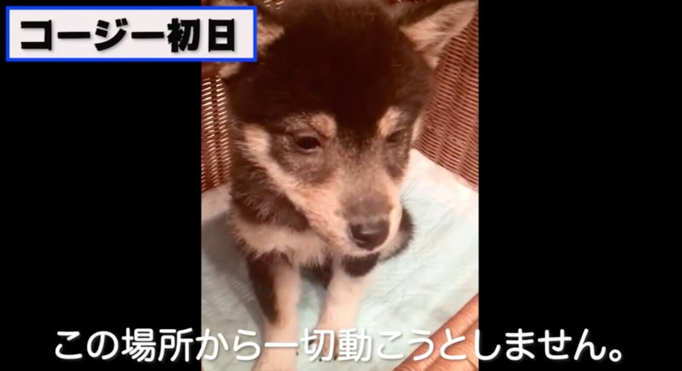 柴犬,YouTube