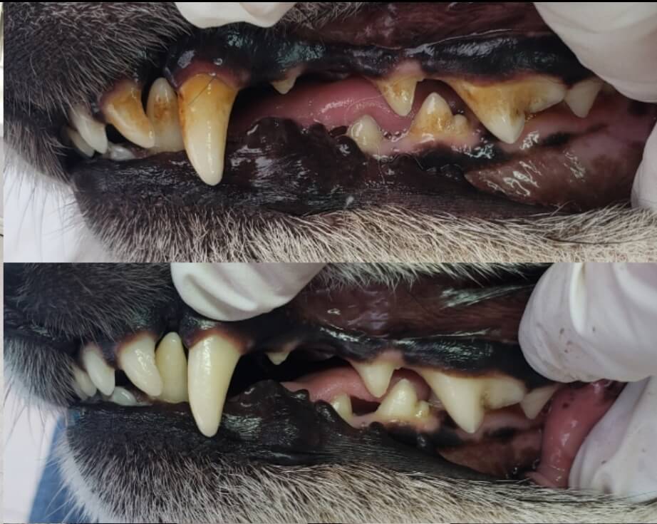 柴犬の歯