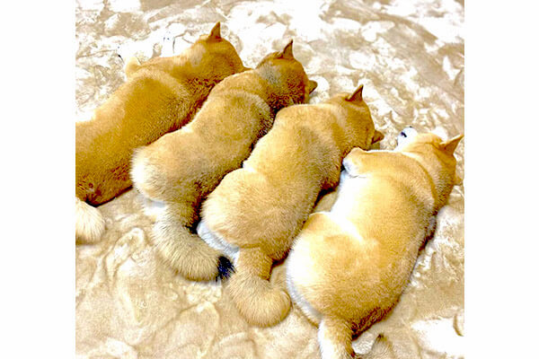 柴犬がぎゅうぎゅうでお昼寝すると 完全においなりさんと一致 食べたいし挟まりたいし煩悩湧きまくり 動画 柴犬ライフ Shiba Inu Life