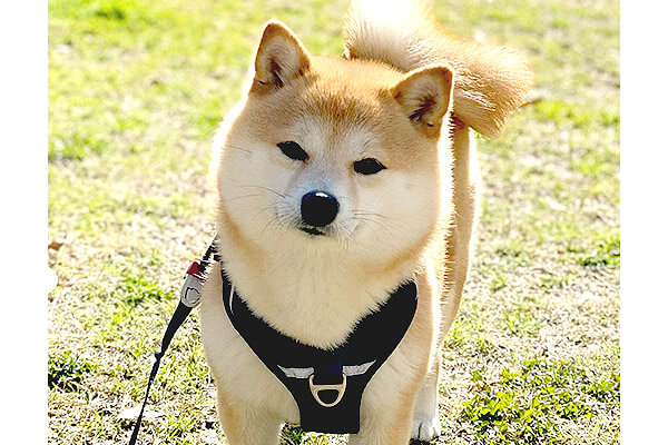 この可愛さが効かないだと 渾身の笑顔で帰宅拒否するもスルーされ 鬼の真顔になった柴犬さん 動画あり 柴犬ライフ Shiba Inu Life