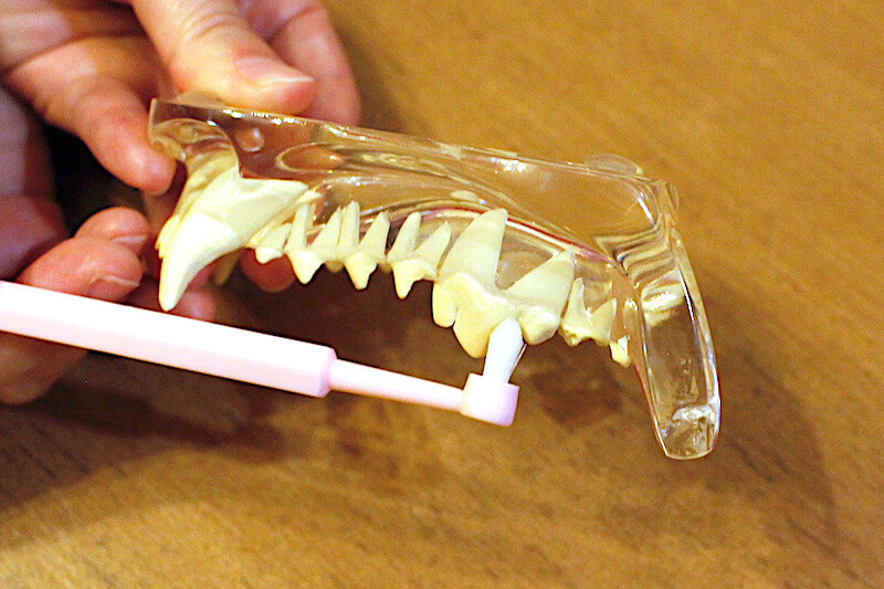 犬の歯の模型