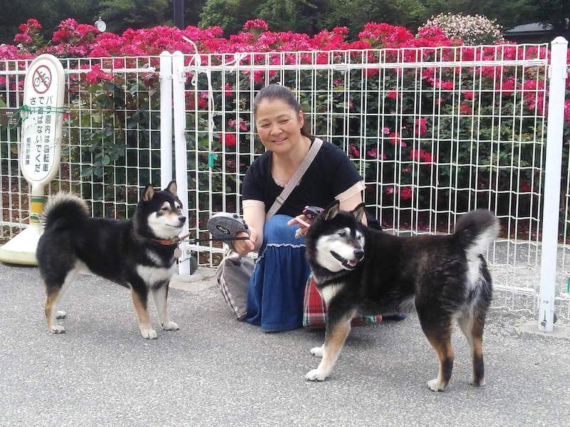 取材 跳ぶ 走る 19歳8ヶ月 健康寿命の秘密は家族の大らかな対応と鮭ごはん 11 さくら 柴犬ライフ Shiba Inu Life